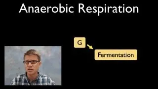 Anaerobic Respiration