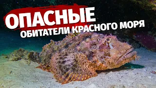 ⛔️ Самые опасные морские обитатели Красного моря 🇪🇬 Египет 2022