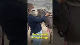 When Animals Love You