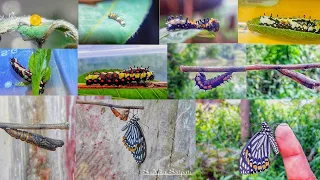 Common Mime Butterfly Life Cycle || FullHd1080p || Full Video