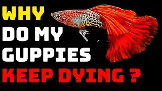 Guppy Fish Care - Why Do My Guppies Keep Dying ?