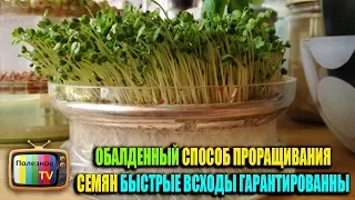 ОБАЛДЕННЫЙ СПОСОБ ПРОРАЩИВАНИЯ СЕМЯН БЫСТРЫЕ ВСХОДЫ ГАРАНТИРОВАННЫ