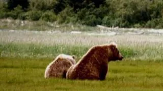 Bears Gone Wild