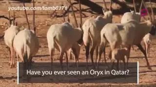 The Oryx - Qatar's National Animal!