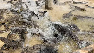 Crocodiles chasing and fighting each other over food