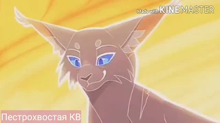 Cookie-Vibe|||Warriors Cats|||Коты Воители Клип|||Пестрохвостая КВ