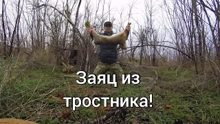 Заяц из тростника!