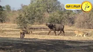 مدهش..حيوانات شجاعة دافعت عن نفسها بشكل لا يصدق!!عندما تقاوم الفريسة /عالم الحيوان