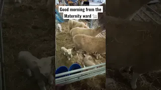 Sheep and lambs enjoying the warm dry shed 🐑