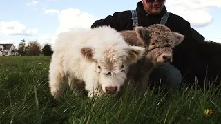 A Day at Rocking L Miniature Cattle Ranch