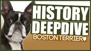 BOSTON TERRIER HISTORY DEEPDIVE