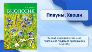 Тема 19. Плауны. Хвощи