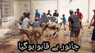 Danger cow qurbani karachi 2021 | Janwar bekabh hogya karachi 2021