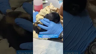 (UPDATE) Baby Howler Monkey Pulled From Dead Mother's Arms