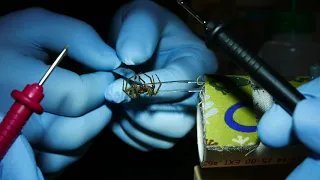 Spider venom extraction