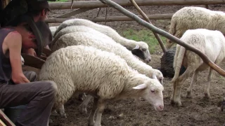 Доять вівці на полонині