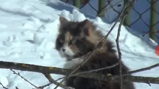 Кошка идёт по глубокому снегу😺