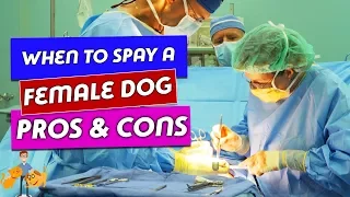 When to Spay a Female Dog: the true risks and benefits