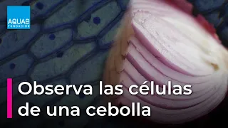 ¿Cómo son las CÉLULAS de los SERES VIVOS? | Obsérvalas en una CEBOLLA | Experimentos