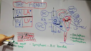 The cardiovascular system (CVS) physiology lecture 1. The human heart, how heart pumps blood.