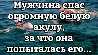 Рыбак спас белую акулу, а она его отблагодарила | Актуально