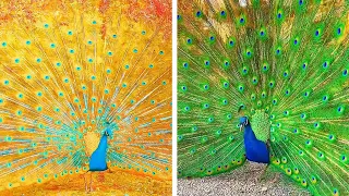 Peacock In The Wind, Beautiful, Colourful, Natural Peacocks Video #11 , Beauty of peacocks #nature