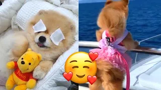 Mini Pomeranian |Funny and Cute Pomeranian Videos #1 |Funny Puppy Video 2022 |ANIMALS Horizon