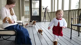 Basset Hound Puppies (5 Weeks Old) - 11/12/2022