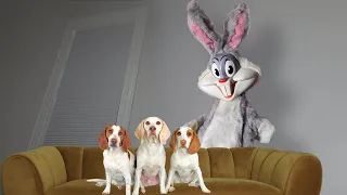 Dogs vs Creepy Bunny Prank on Easter: Funny Dogs Maymo, Potpie & Indie Battle Zombie Bunny Rabbit
