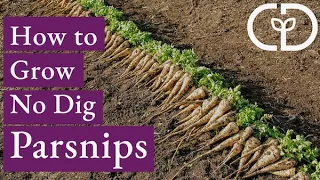 How to Grow No Dig Parsnips - Quick Bed Prep