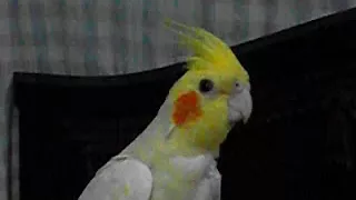 Cockatiel whistling/singing "If you happy" & "Don't worry be happy" . (Rocky - the Cockatiel)