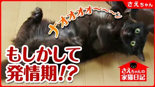 【難病を抱えた 元捨て猫】さえちゃんに発情期が来てしまいました...【さえちゃんの家猫日記②】