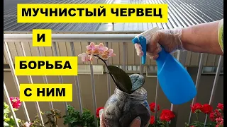 МУЧНИСТЫЙ ЧЕРВЕЦ НА ОРХИДЕЯХ..КАК ИЗБАВИТЬСЯ ОТ НЕГО