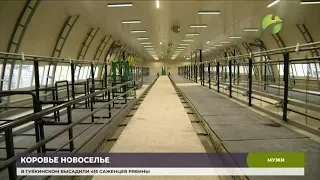 В Мужевском совхозе построили новую модульную ферму