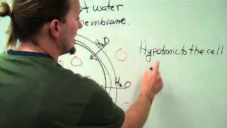 Osmosis basics on the board.mp4