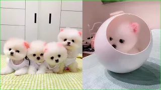 Tik Tok Chó Phốc Sóc Mini 😍 Funny and Cute Pomeranian #246