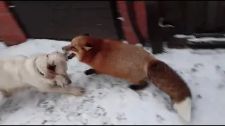 Alice the fox. Protecting the trophy from dogs.