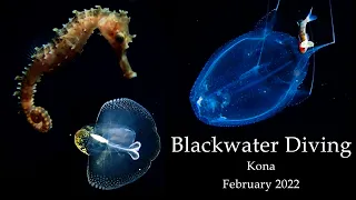 Untethered Blackwater Diving in Kona, Hawaii - 2022