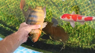 Feeding Colorful Fish to My Massive Pet collection!!