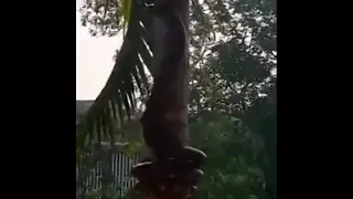 Giant snake climbing a coconut tree