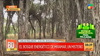 El bosque energético de Miramar, un lugar misterioso para relajarse