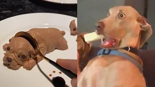 Dog Reaction to Cutting Cake - Funny Dog Cake Reaction Compilation