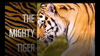 The Journey of WWF India and the Majestic Tiger