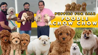 Rare Exotic Poodle | Chow Chow Puppy's Available | Home Breeder | Lowest Price | Coimbatore
