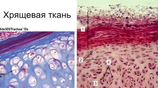 18 мая  Выбор стратегии и тактики лечения 1 1