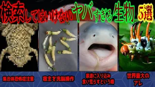 【閲覧注意】絶対にやめておけ?!　検索してはいけないヤバすぎる生物 5選【ゆっくり解説】