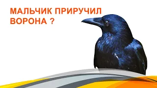 Мальчик приручил ворона или ворон признал вожака?