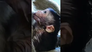 Baby monkeys always look at their mom while nursing because they always mistake their mom