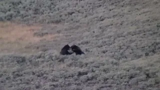 Grizzly Bear Fight Hayden Valley Yellowstone National Park August 21, 2022