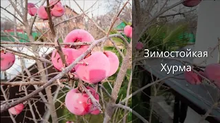 Зимостойкая хурма